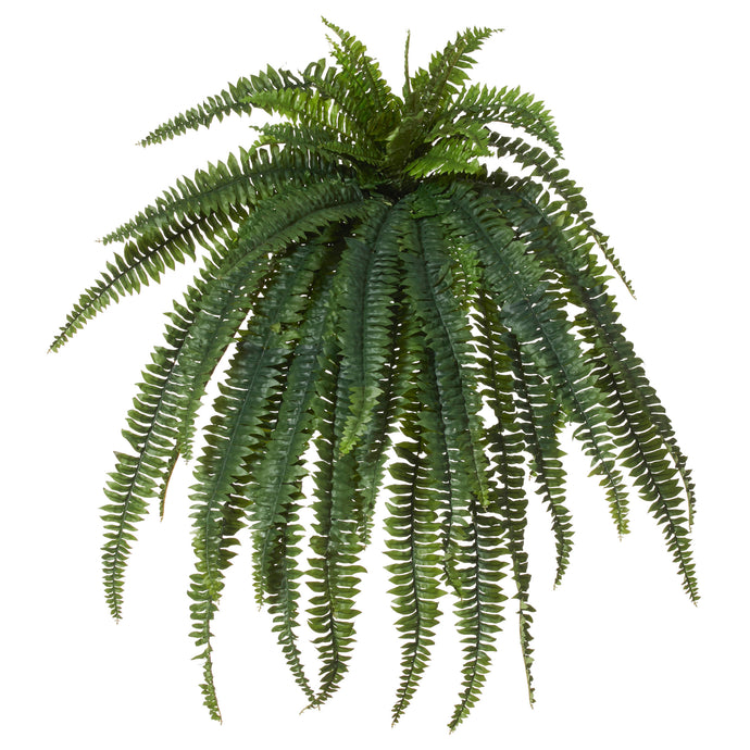 Boston  Fern