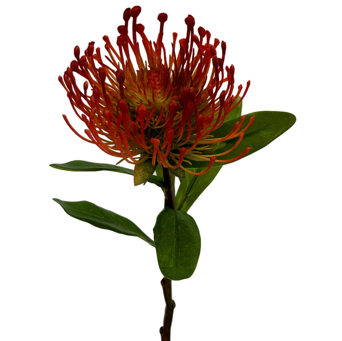 Pincushion Protea