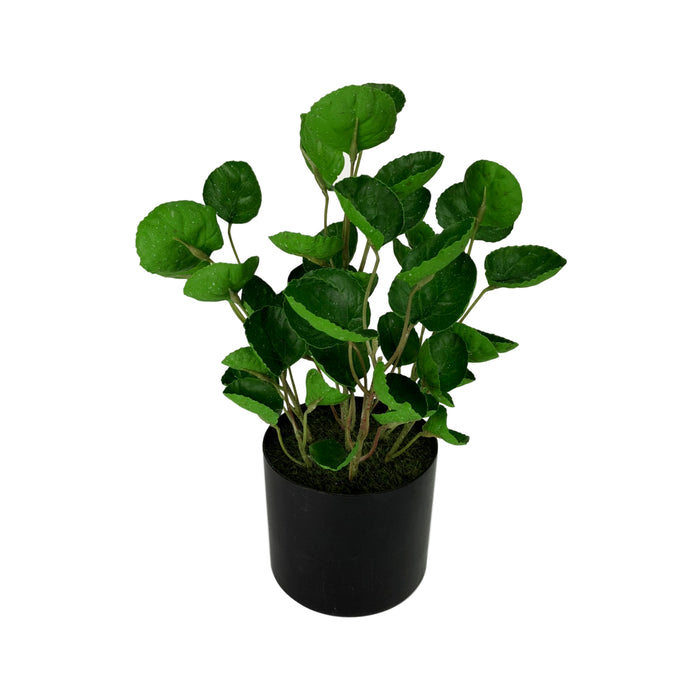 Potted Money Pocket Plant