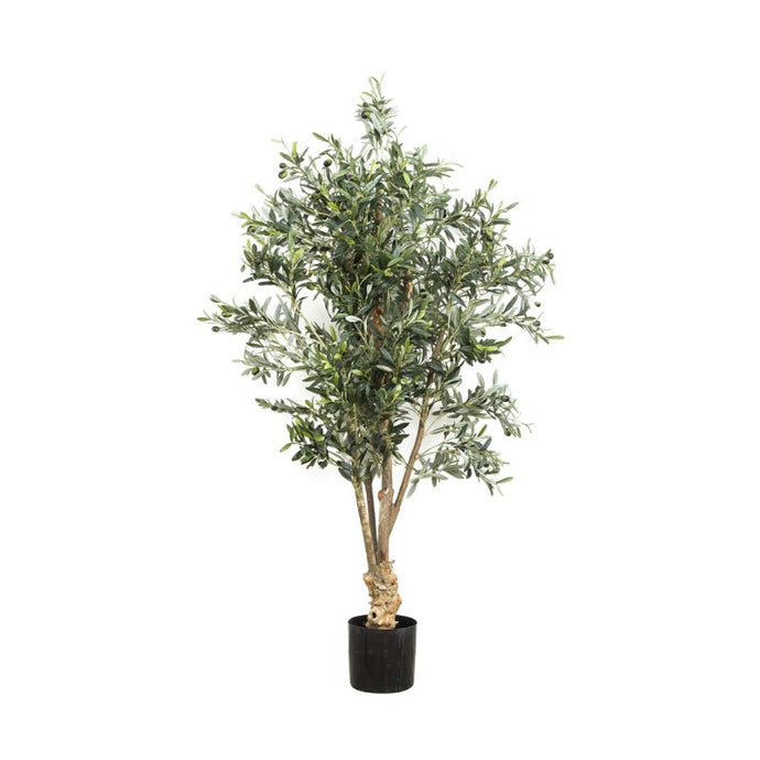 Olive Tree