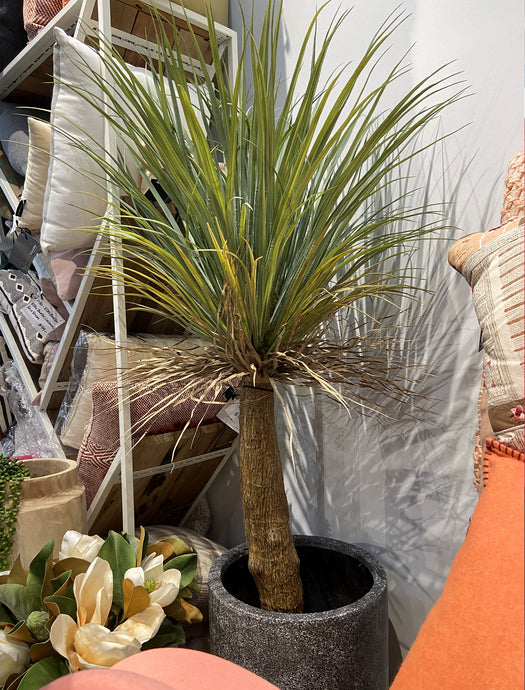 Yucca Grass Plant