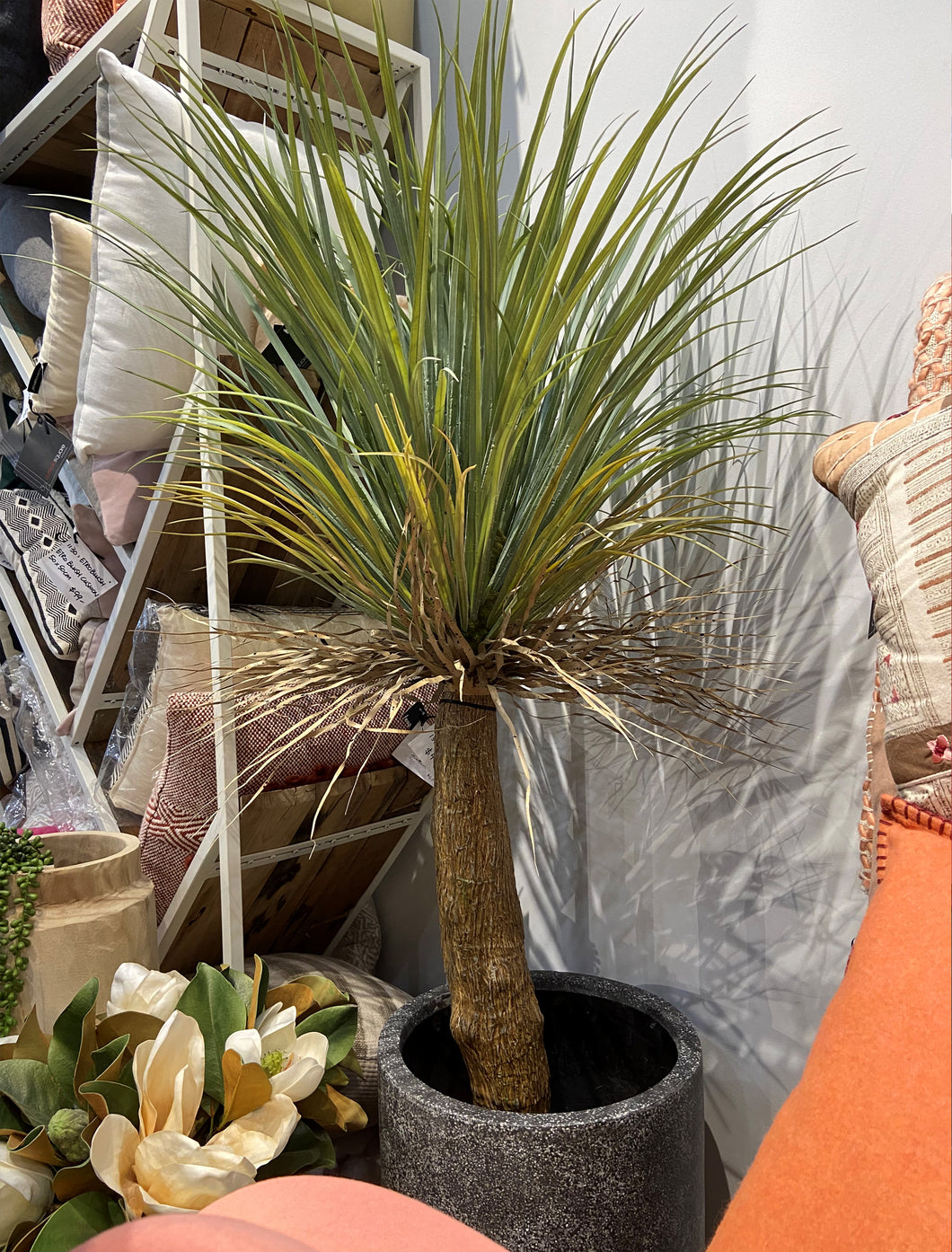Yucca Grass Plant