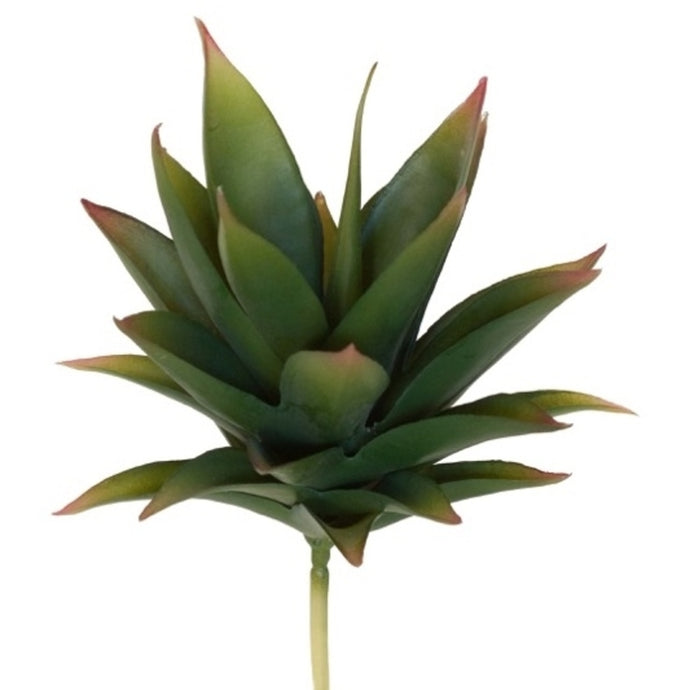 Agave Plant